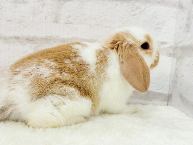 ロップイヤーラビット