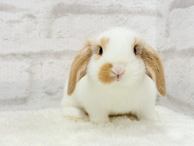 ロップイヤーラビット