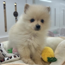笑顔が止まらない〜〜っ🎶ポメラニアンくん！