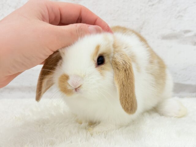 ロップイヤーラビット