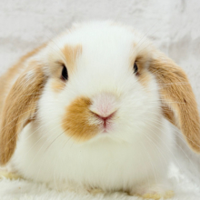 【動画更新🪄】ツインテールが似合ってる🐰💖ロップイヤーラビット(ブロークン)女の子