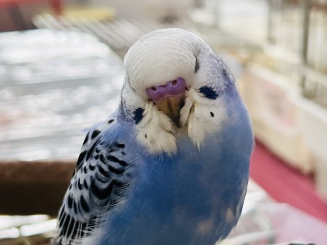 濃くて綺麗✨セキセイインコ(ブルーオパーリン)のヒナ入荷しました❤️ セキセイインコ