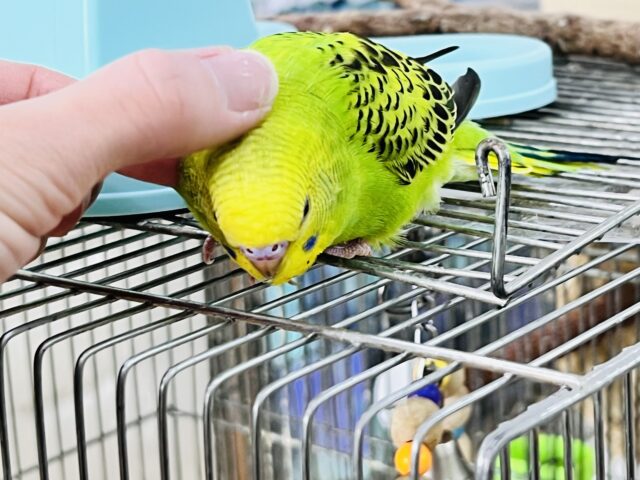 セキセイインコ