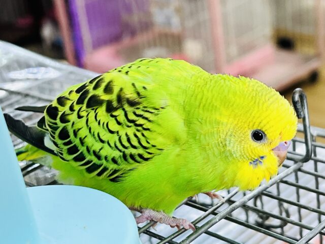 セキセイインコ