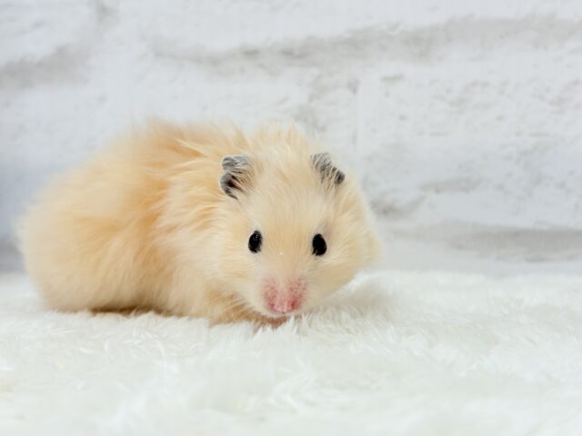 ゴールデンハムスター