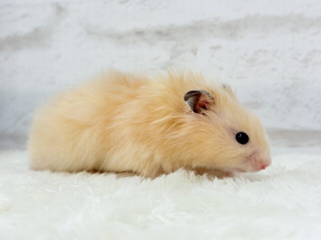ゴールデンハムスター
