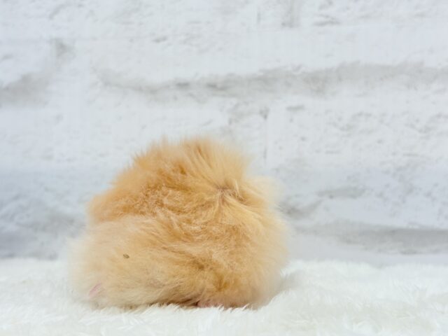 ゴールデンハムスター