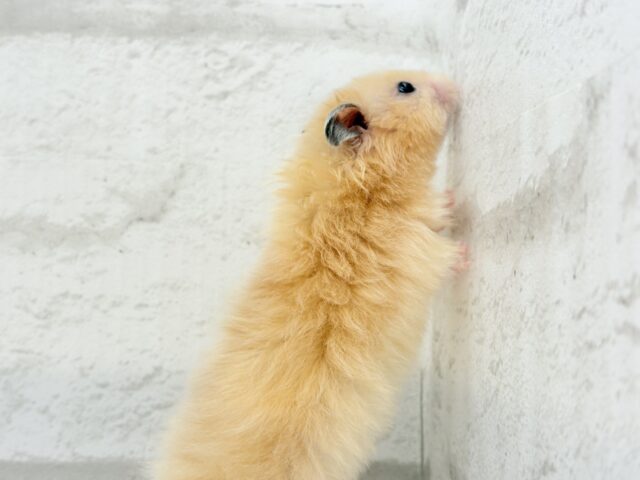 ゴールデンハムスター