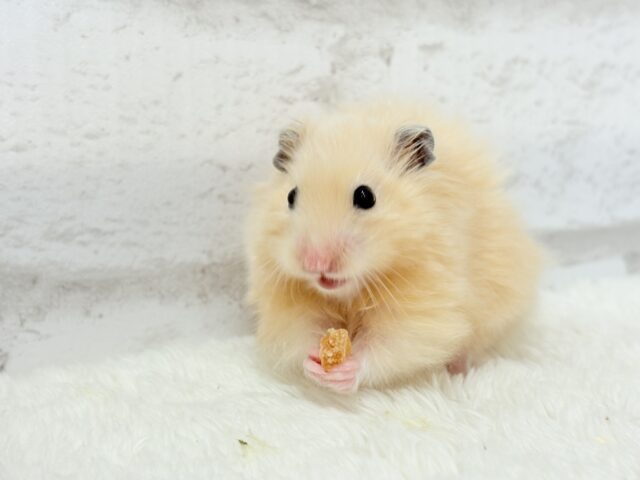 ゴールデンハムスター