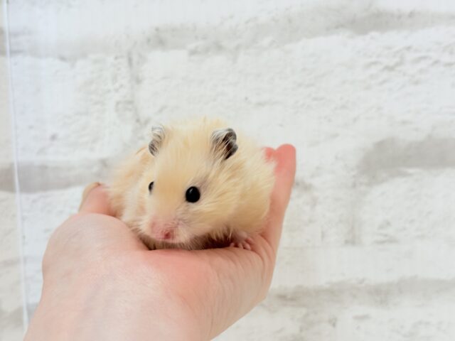 ゴールデンハムスター