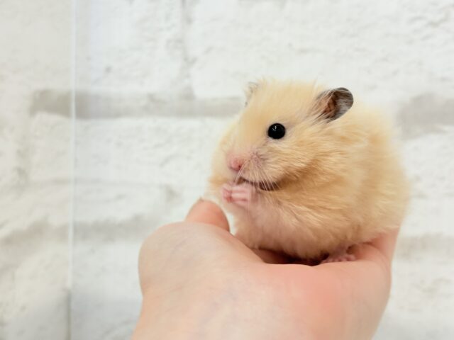 ゴールデンハムスター