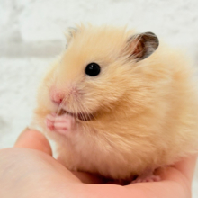 ふわふわさらさら🫧サテンハムスター(アプリコット) 男の子