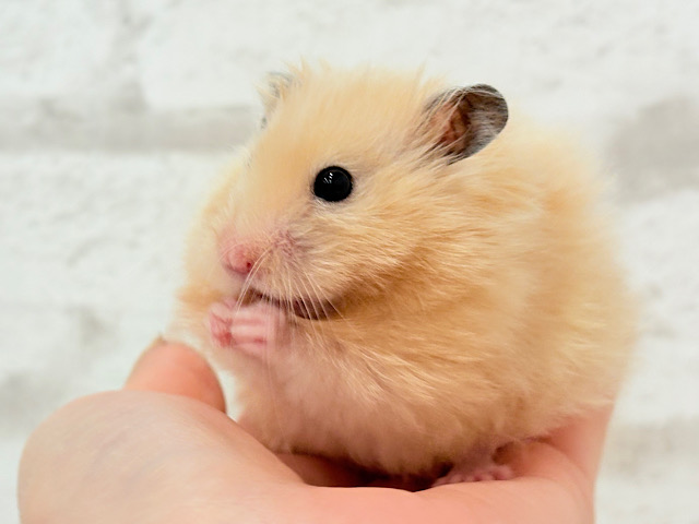 ふわふわさらさら🫧サテンハムスター(アプリコット) 男の子