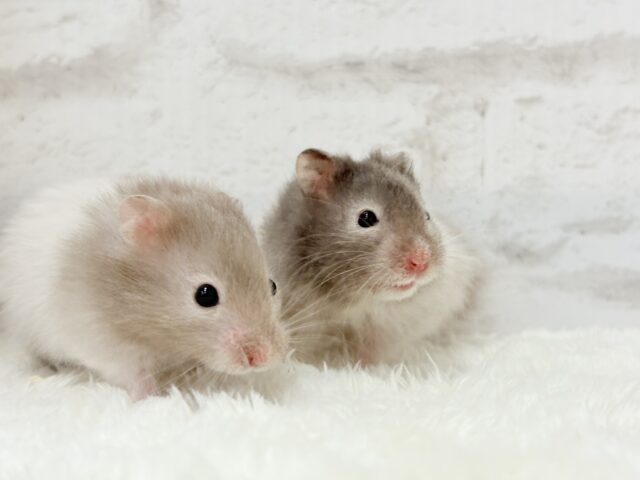 ゴールデンハムスター