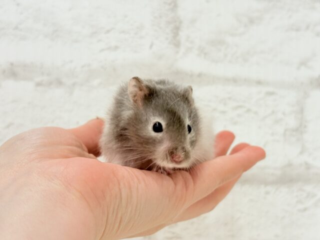 ゴールデンハムスター