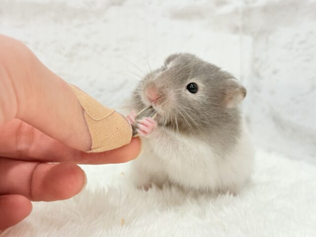 ゴールデンハムスター