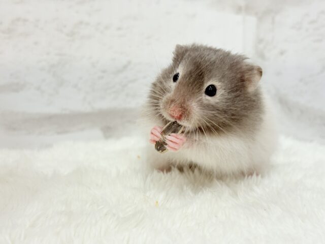 ゴールデンハムスター