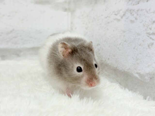 ゴールデンハムスター