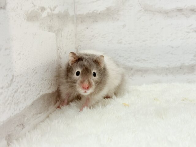 ゴールデンハムスター