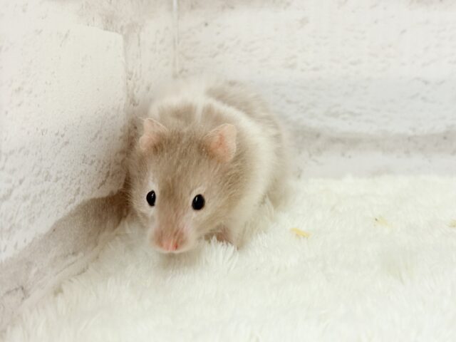 ゴールデンハムスター