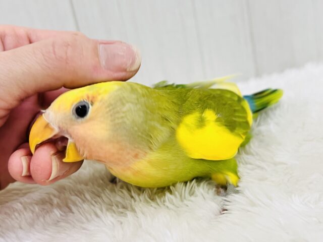コザクラインコ（小桜インコ）