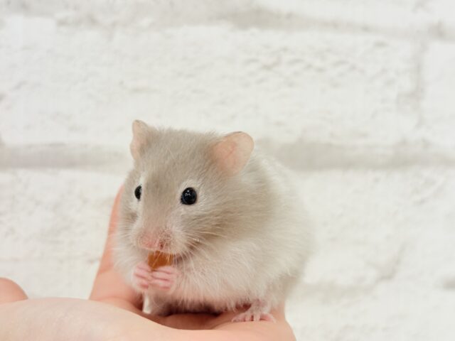 ゴールデンハムスター
