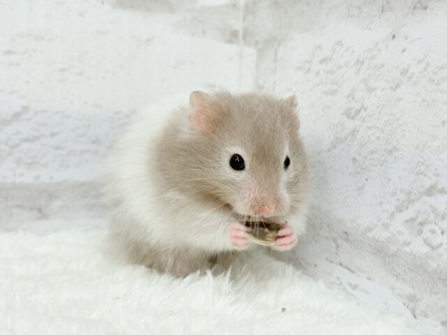 ゴールデンハムスター