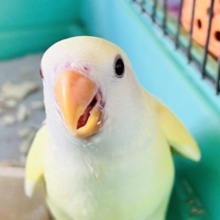 ほんわかイエローがｷｭｰﾄなの💛小桜インコのクリームルチノー