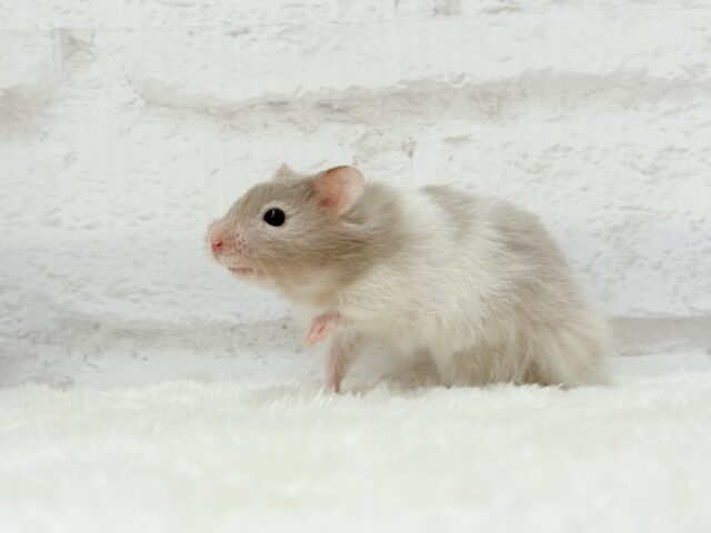 ゴールデンハムスター