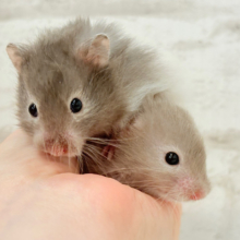 土浴び大好き♡食いしん坊♡セーブルハムスター(男の子)