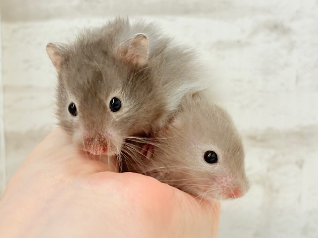 土浴び大好き♡食いしん坊♡セーブルハムスター(男の子)