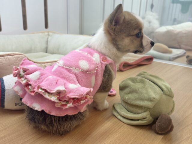 ウェルシュコーギー・ペンブローグ