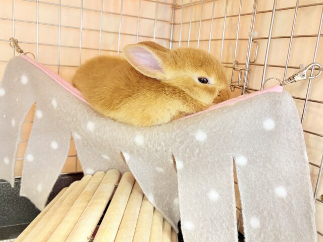 ネザーランドドワーフ