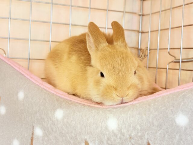 ネザーランドドワーフ