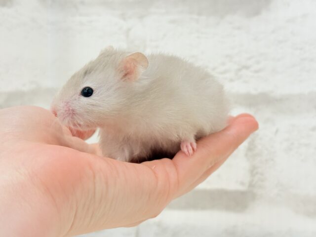 ゴールデンハムスター