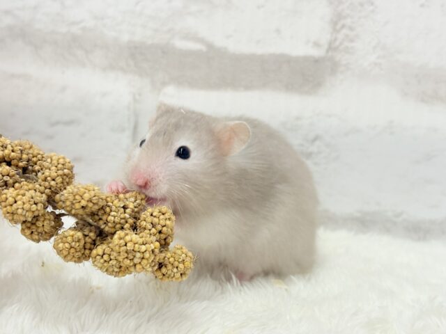 ゴールデンハムスター