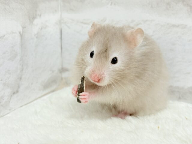 ゴールデンハムスター