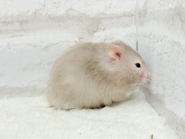 ゴールデンハムスター