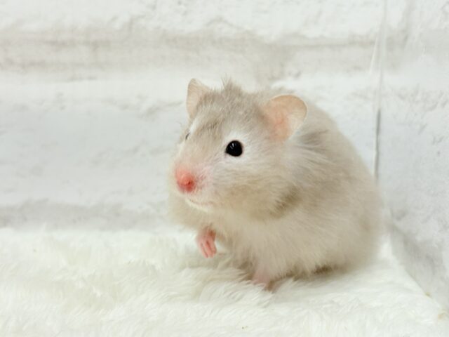 ゴールデンハムスター