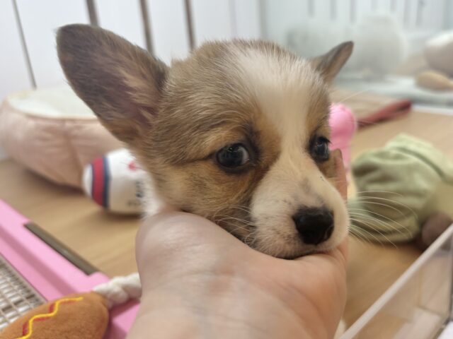 愛の突撃の準備満タンです♡コーギーちゃん! ウェルシュコーギー・ペンブローグ