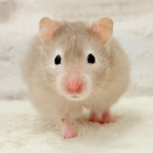 ふんわり淡セーブル🐹🫧セーブルハムスター(女の子)