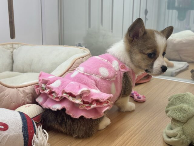 ウェルシュコーギー・ペンブローグ