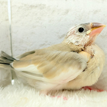 【最新画像更新🪄】ふんわり柔らかクリームラッテ🐣☕️アゲイト文鳥 ヒナ