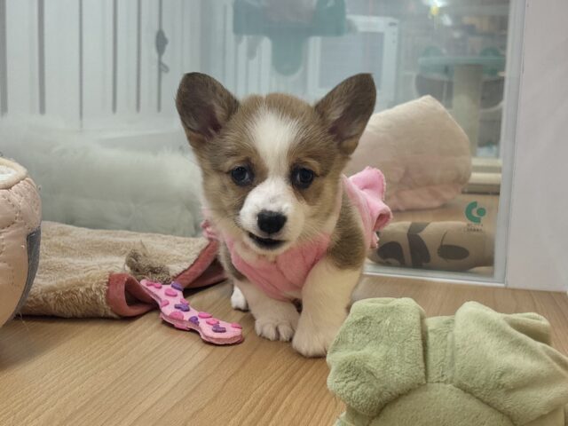 ウェルシュコーギー・ペンブローグ