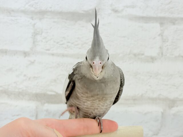 オカメインコ