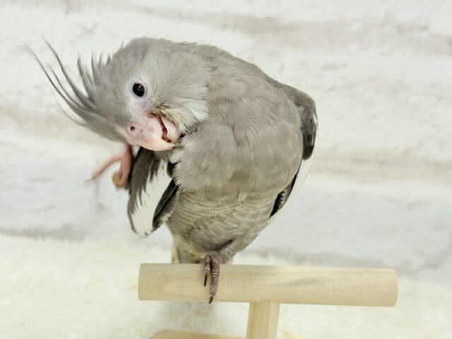 オカメインコ