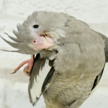 【最新画像更新🪄】今は可愛い恐竜さん🐣おとなになったらかっこいい恐竜さん🐥オカメインコ(ホワイトフェイス) ヒナ