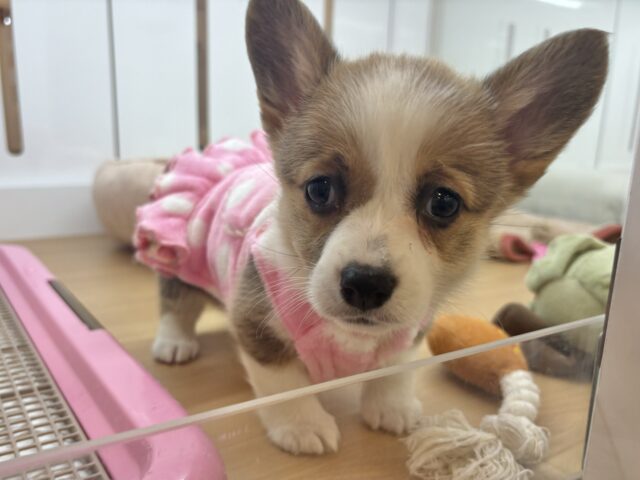 ウェルシュコーギー・ペンブローグ