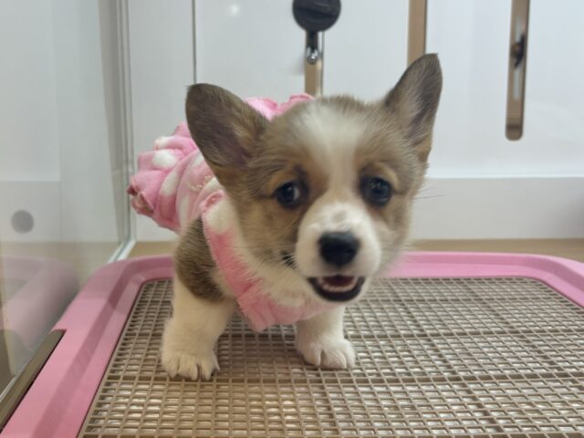 ウェルシュコーギー・ペンブローグ