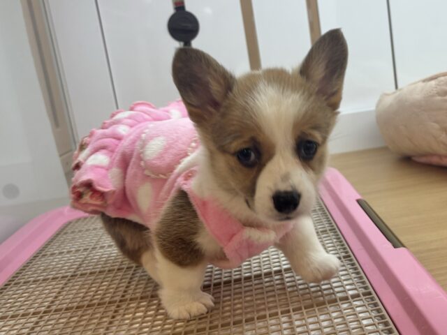 ウェルシュコーギー・ペンブローグ